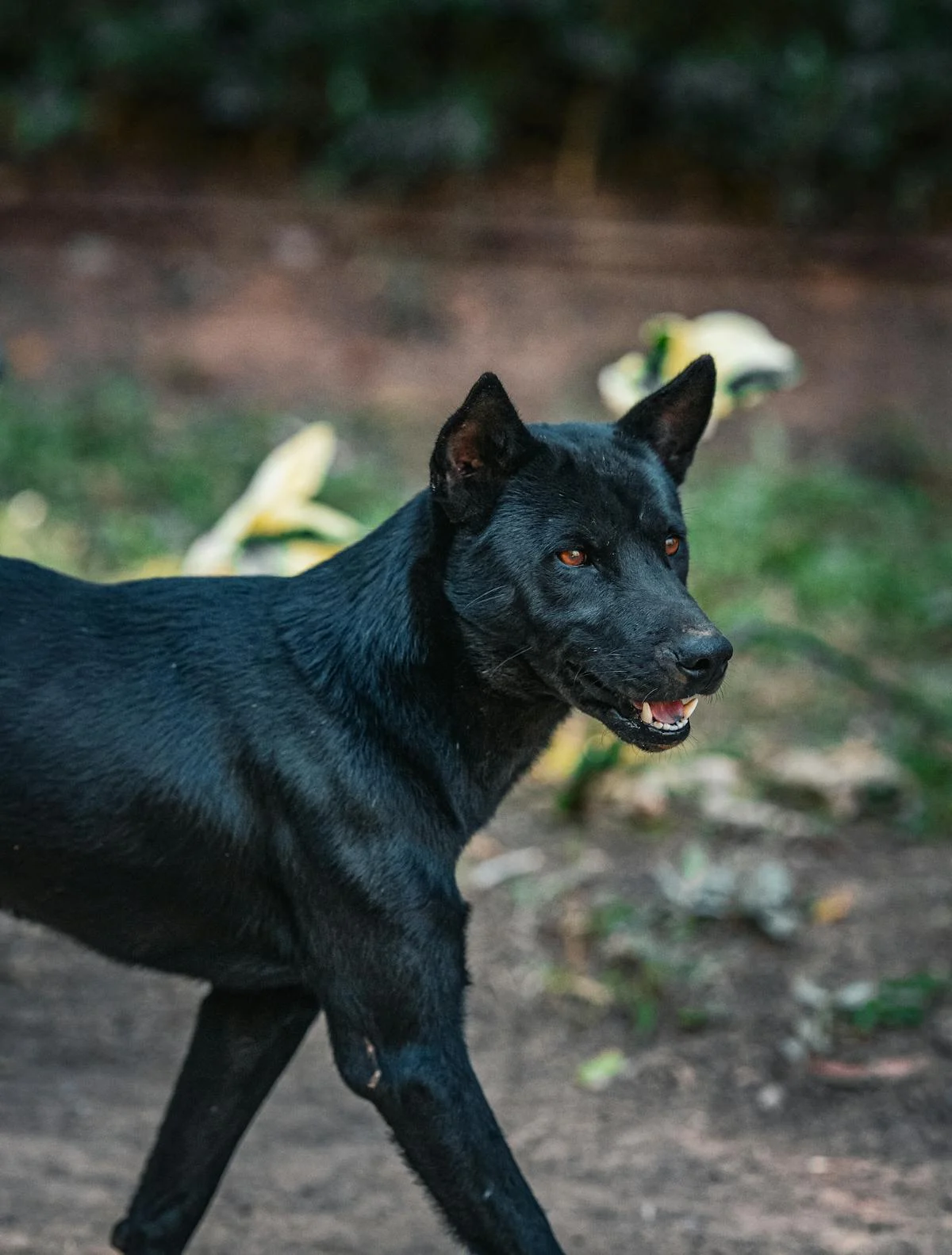 Picture of a black dog