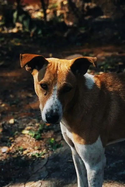Picture of a brown dog