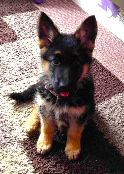 Picture of a german shephered