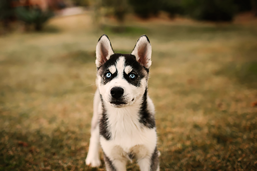 Picture of a husky