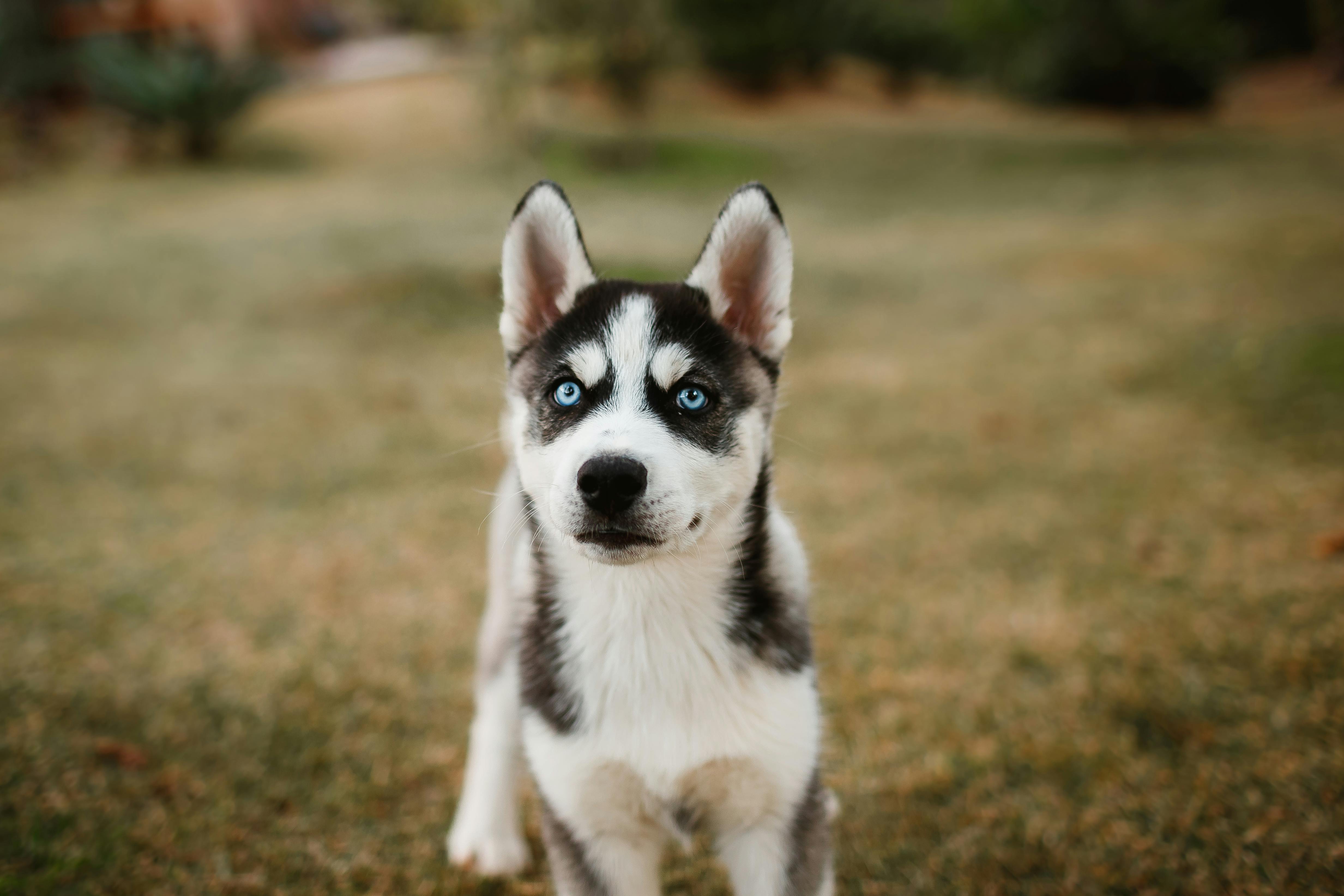 Picture of a husky
