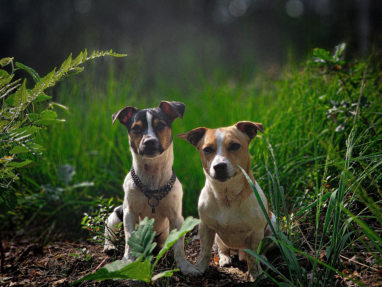 Picture of two dogs